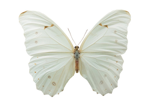butterfly Morpho polyphemus m