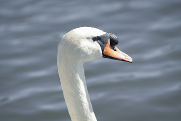 Fototapeta premium Primo piano di Cygnus olor, noto anche come cigno reale, uccello aquatico appartenente alla famiglia Anatidae 