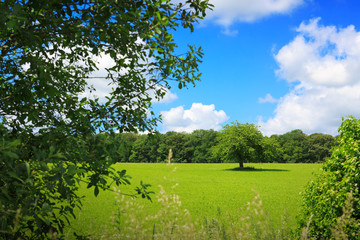 Tree on green meadow.