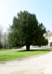 Vieil arbre