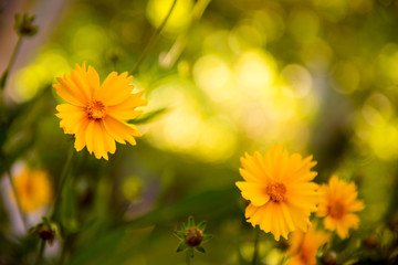 summer background. Blur floral yellow background. Place for text. Yellow flowers in the garden
