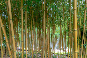 phyllostachys aureosulcata aureocaulis bamboo