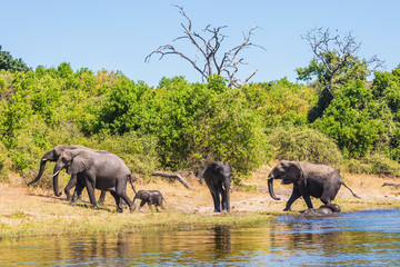 Fototapeta premium The elephants crossing river in shallow water