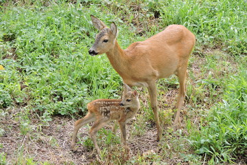 A roe deer and its fawns