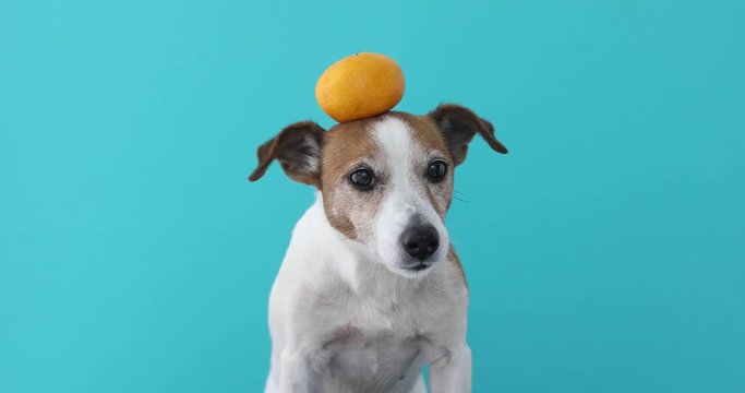 jack russell dog balancing a tangerine on the head , isolated on blue background
