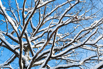 bottom view of snow-covered branches of oak tree