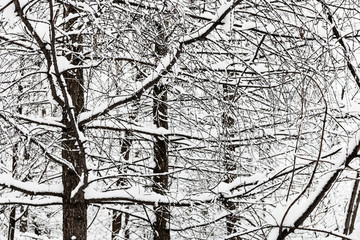 snow-covered intertwined larch tree twigs