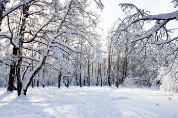 snow-covered pathway in forest park in winter