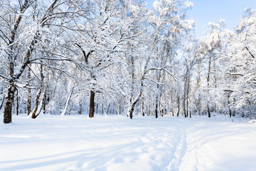 view of snow-covered forest park in winter morning