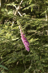 wild thimble plant grows in the forest