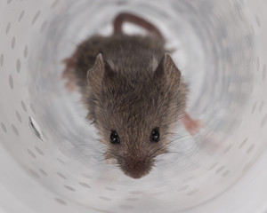 mouse in a glass jar