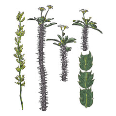 Fresh tropical house plant. Summer mood element. Green colorful succulent card design object. Natural greenery of isolated and editable flower. Vector.