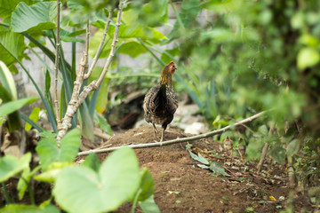 Chicken walking in a green garden on farm with her chicks