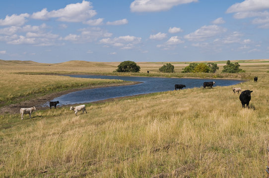 Cattle