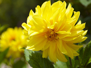 Yellow Dahlia flower in garden.Bright floral summer background.Selective focus.