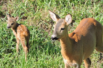 A roe deer and its fawns