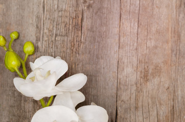 White fake orchid on wooden background