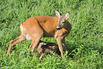 A roe deer feeding its fawn