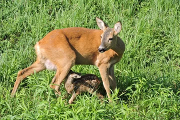 Poster de jardin Cerf A roe deer feeding its fawn