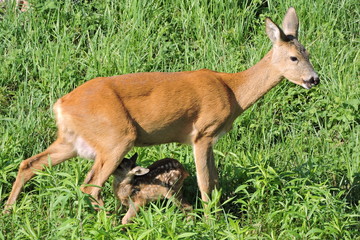 A roe deer feeding its fawn - obrazy, fototapety, plakaty