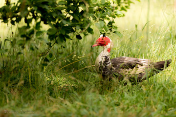 Canard dans un champ