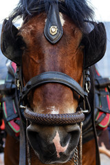 Portrait of a brown Spanish race horse.
