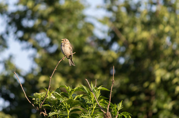 Emberiza calandra has a loud and distinctive singing
