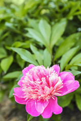 Beautiful blossoming peony flower on spring day outdoors