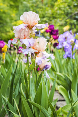 Beautiful blossoming irises on spring day outdoors