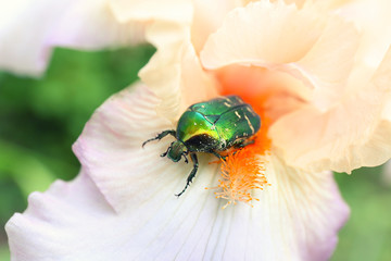 Green beetle on blossoming iris, closeup