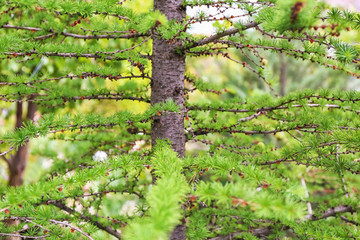 Beautiful larch tree outdoors