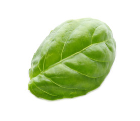 Fototapeta premium Fresh green basil leaf on white background