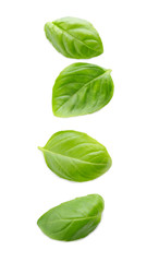 Fresh green basil leaves on white background