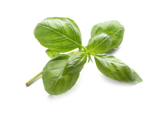 Fresh green basil on white background