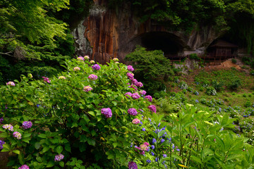 普光寺のアジサイ