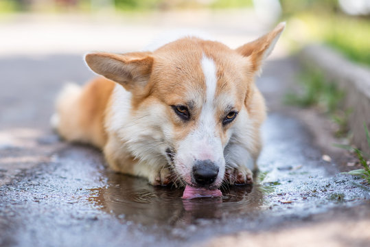 Corgi breed dog drinking water from a puddle on the road