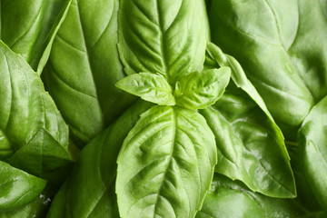Fresh basil leaves, closeup