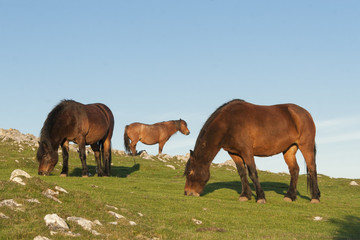 Exmoor ponies on Crook Peak