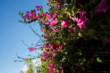 Flowering pink tree and blue sky
