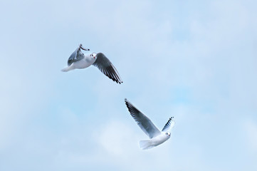 Sea birds spread their wings. Seagulls in flight.
