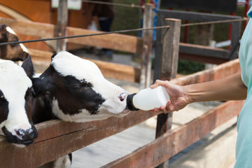 Closeup - Baby cow feeding on milk bottle by hand man in Thailand rearing farm.