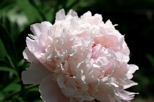 Close-up of a pink peony illuminated by the sun rays in a garden 