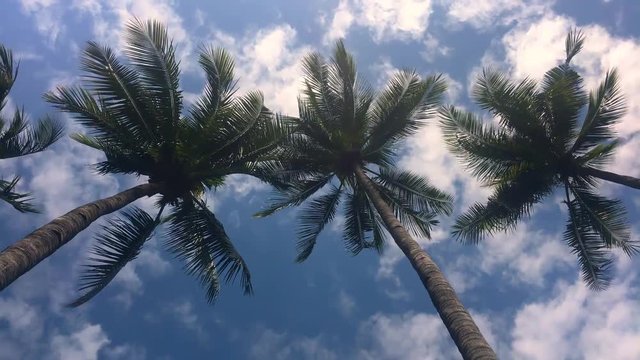 Beautiful side moving shot of palm trees with a blue sky