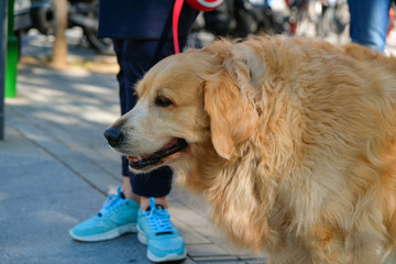 Big  dog next to a boy in the street.