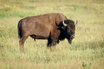 American Bison in Grand Teton National Park