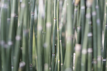 outdoor scenery showing some green reed vegetation detail at a lake