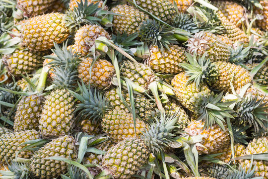 Closeup Lots of pineapple in the market before sale Bangkok of Thailand