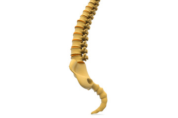 Human spine