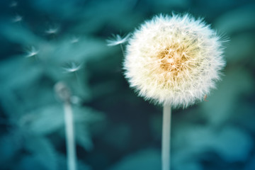 White dandelion isolated on green. © Swetlana Wall