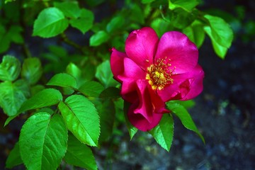 Purple dog rose flower, green natural background. Color photo.